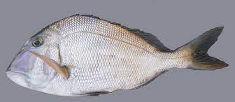 CACHICATO FRESCO X KG