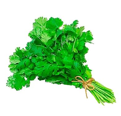 CILANTRO X KG