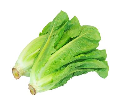 LECHUGA ROMANA X KG