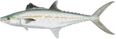 CARITE SIERRA ENTERO X KG