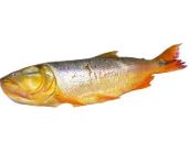 DORADO ENTERO X KG