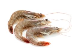 LANGOSTINO FRESCO X KG