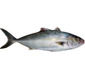 MEDREGAL FRESCO X KG