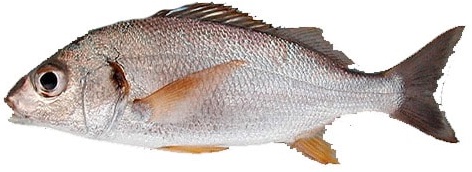 RONCADOR FRESCO X KG PLANSUAREZ BANDEJA